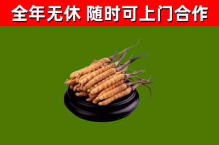 城厢区回收冬虫夏草