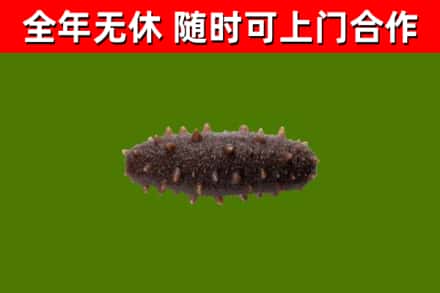 城厢区回收海参干